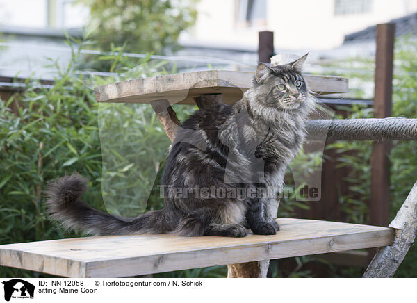 sitting Maine Coon / NN-12058