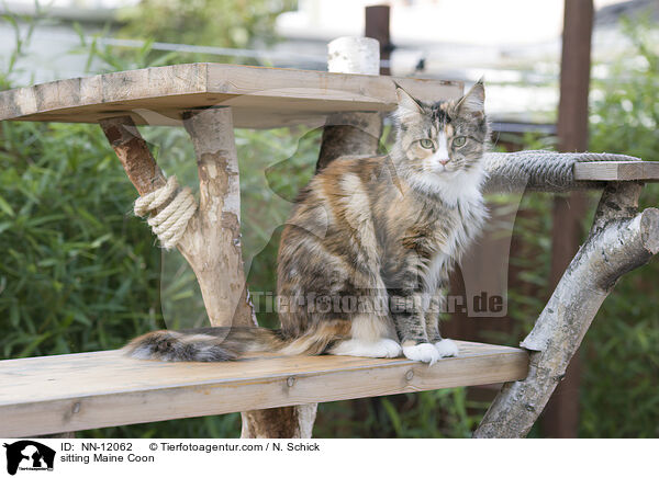 sitting Maine Coon / NN-12062