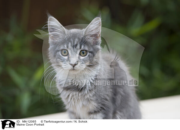 Maine Coon Portrait / NN-12065
