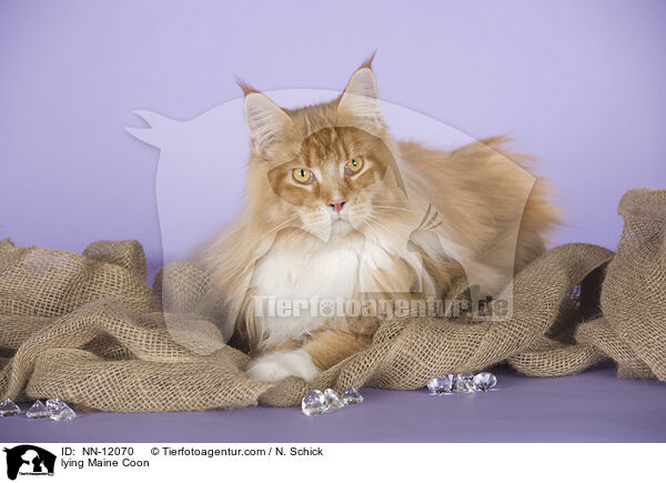 lying Maine Coon / NN-12070