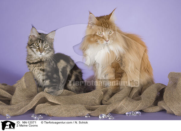 2 Maine Coons / NN-12071