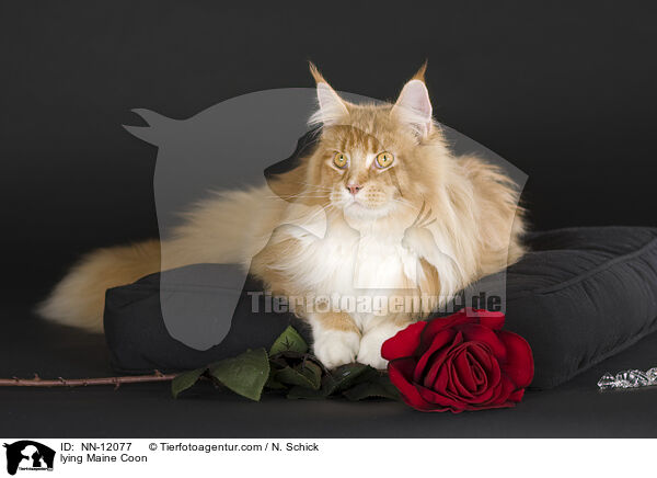 lying Maine Coon / NN-12077