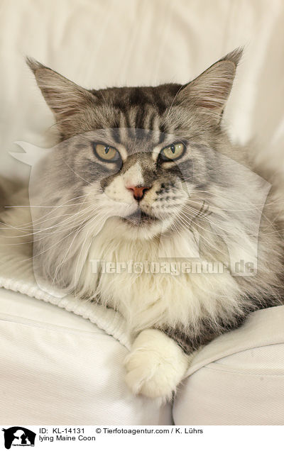 lying Maine Coon / KL-14131