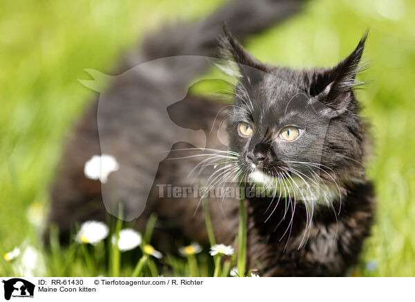 Maine Coon kitten / RR-61430