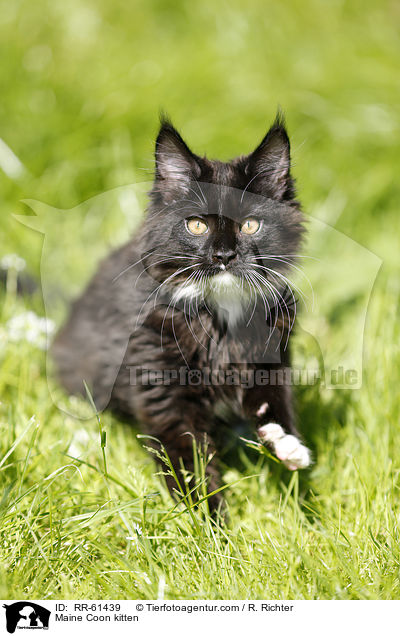 Maine Coon kitten / RR-61439