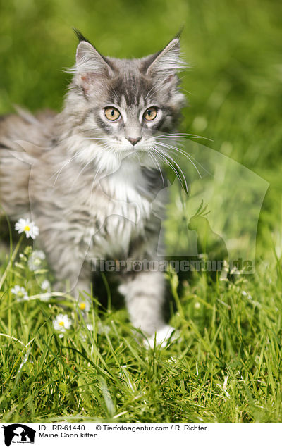Maine Coon Ktzchen / Maine Coon kitten / RR-61440