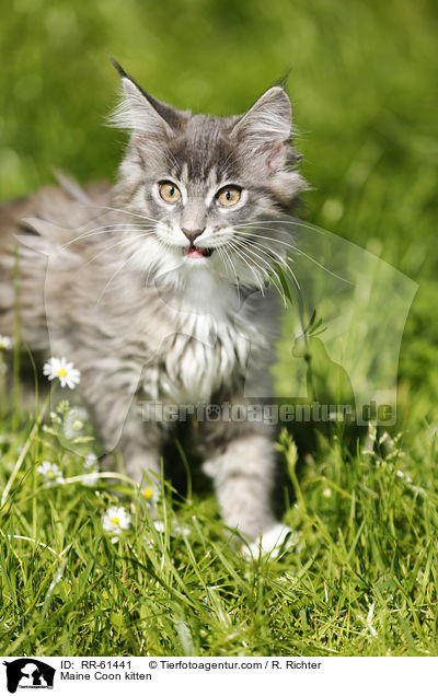 Maine Coon Ktzchen / Maine Coon kitten / RR-61441