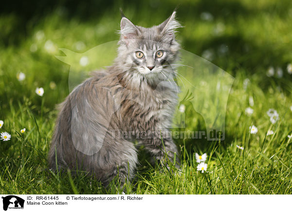 Maine Coon Ktzchen / Maine Coon kitten / RR-61445
