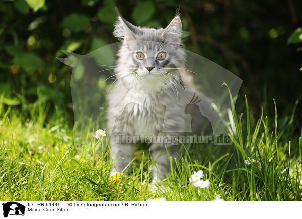 Maine Coon Ktzchen / Maine Coon kitten / RR-61449
