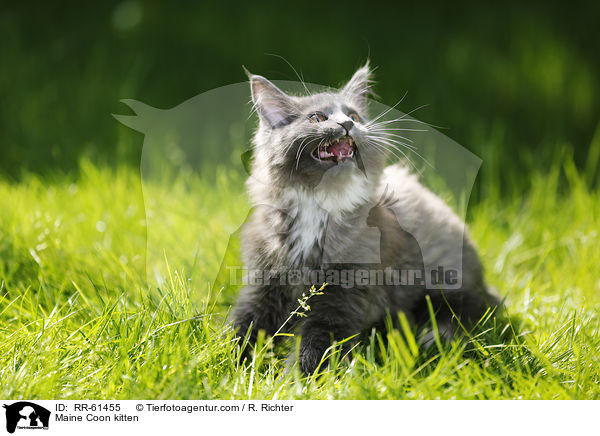 Maine Coon Ktzchen / Maine Coon kitten / RR-61455