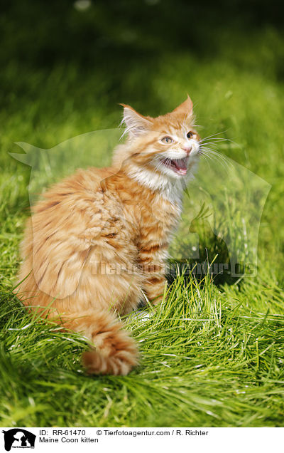 Maine Coon Ktzchen / Maine Coon kitten / RR-61470