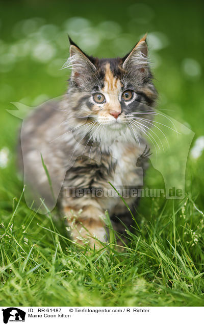 Maine Coon Ktzchen / Maine Coon kitten / RR-61487