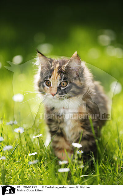Maine Coon Ktzchen / Maine Coon kitten / RR-61493