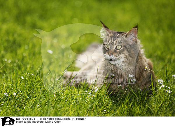 black-torbie-mackerel Maine Coon / black-torbie-mackerel Maine Coon / RR-61501