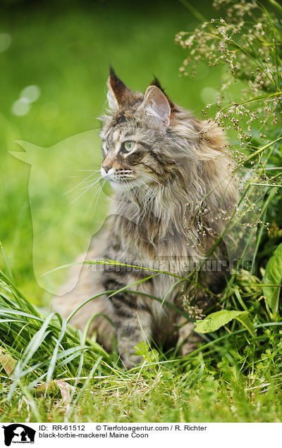 black-torbie-mackerel Maine Coon / black-torbie-mackerel Maine Coon / RR-61512