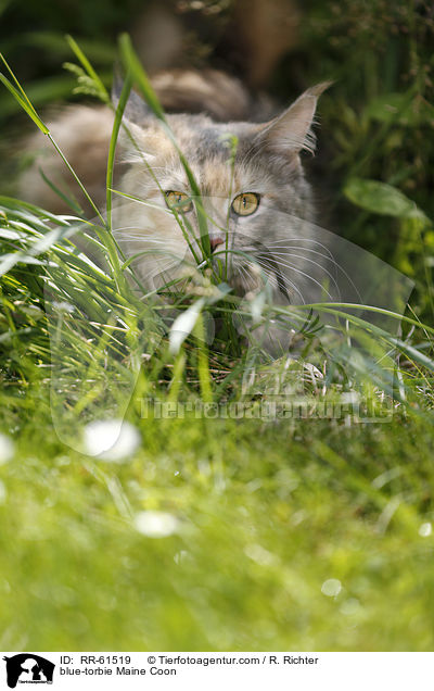 blue-torbie Maine Coon / blue-torbie Maine Coon / RR-61519