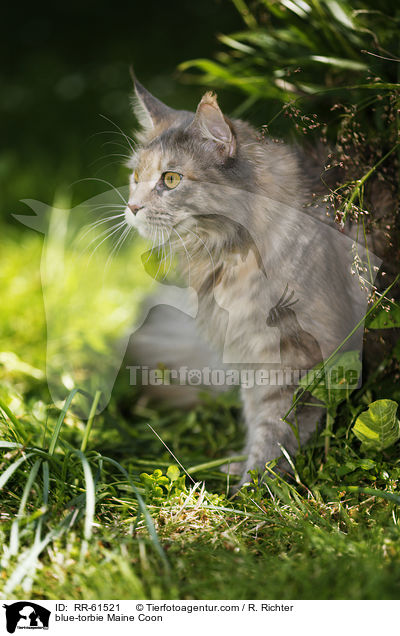 blue-torbie Maine Coon / blue-torbie Maine Coon / RR-61521