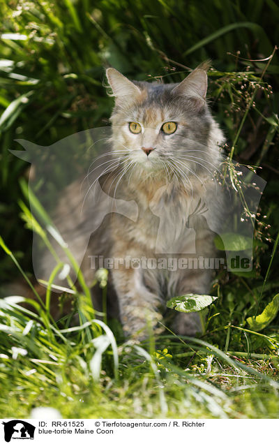 blue-torbie Maine Coon / blue-torbie Maine Coon / RR-61525