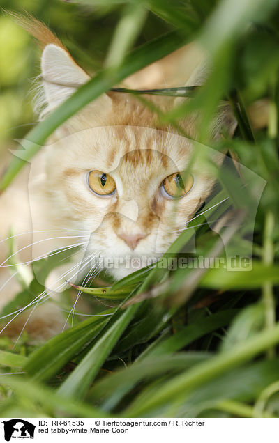 red tabby-white Maine Coon / red tabby-white Maine Coon / RR-61535