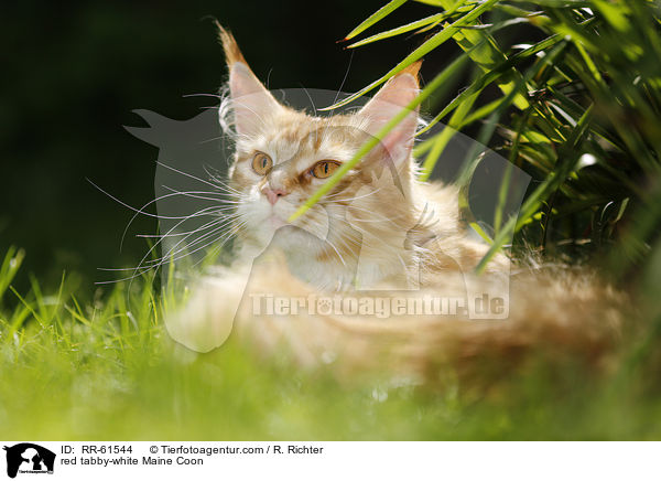red tabby-white Maine Coon / RR-61544
