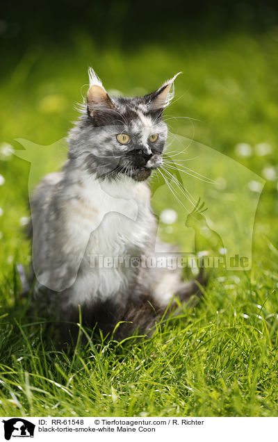 black-tortie-smoke-white Maine Coon / RR-61548