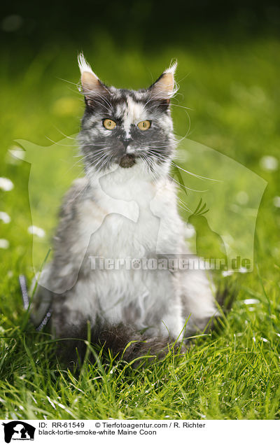 black-tortie-smoke-white Maine Coon / black-tortie-smoke-white Maine Coon / RR-61549