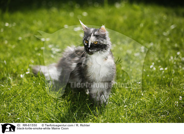 black-tortie-smoke-white Maine Coon / RR-61550