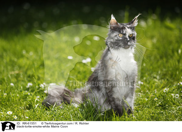 black-tortie-smoke-white Maine Coon / RR-61551
