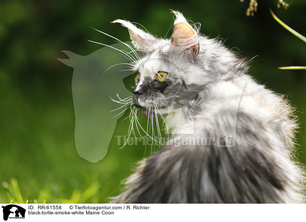 black-tortie-smoke-white Maine Coon / black-tortie-smoke-white Maine Coon / RR-61558