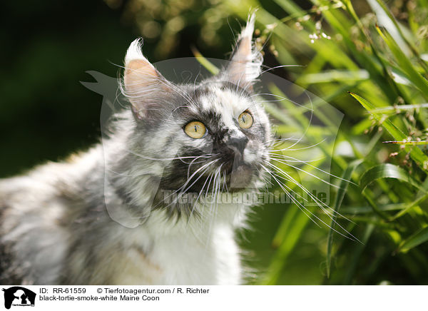 black-tortie-smoke-white Maine Coon / black-tortie-smoke-white Maine Coon / RR-61559