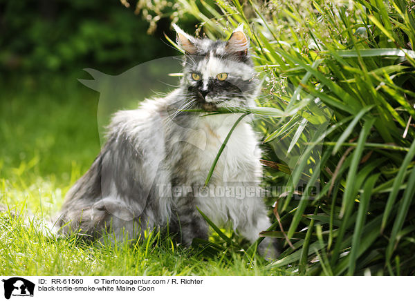 black-tortie-smoke-white Maine Coon / black-tortie-smoke-white Maine Coon / RR-61560