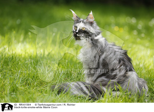 black-tortie-smoke-white Maine Coon / RR-61564