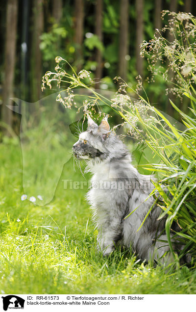 black-tortie-smoke-white Maine Coon / RR-61573