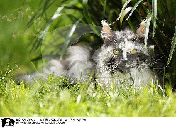 black-tortie-smoke-white Maine Coon / black-tortie-smoke-white Maine Coon / RR-61575