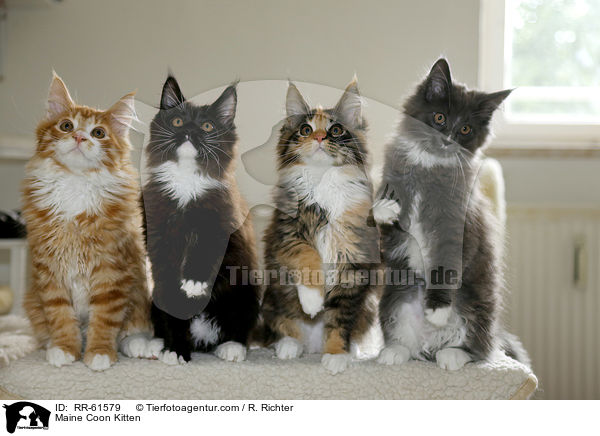 Maine Coon Kitten / RR-61579