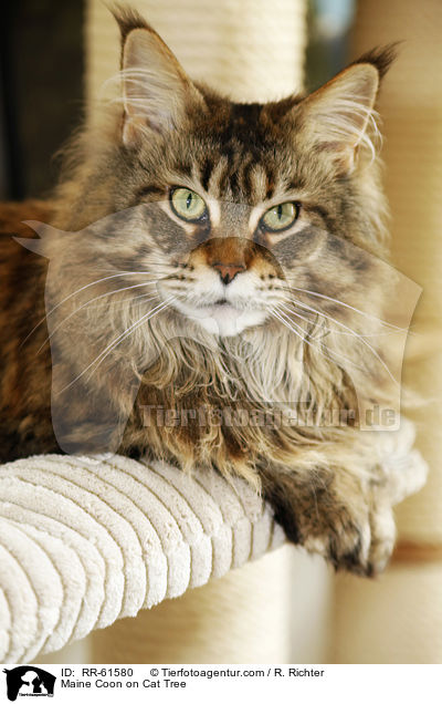 Maine Coon on Cat Tree / RR-61580