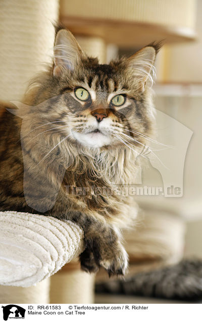 Meine Coon auf Kratzbaum / Maine Coon on Cat Tree / RR-61583