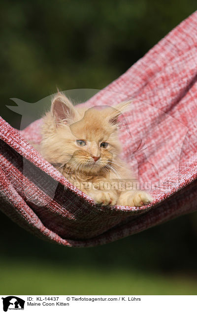 Maine Coon Kitten / KL-14437