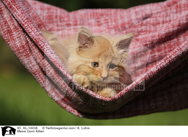 Maine Coon Kitten / KL-14438