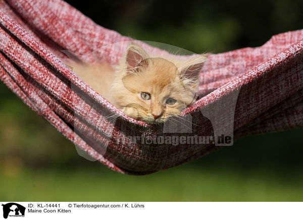 Maine Coon Ktzchen / Maine Coon Kitten / KL-14441