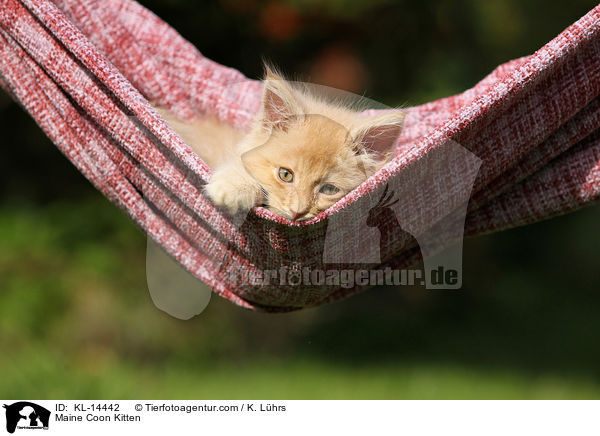 Maine Coon Kitten / KL-14442