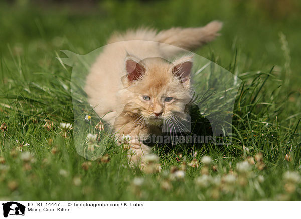 Maine Coon Kitten / KL-14447
