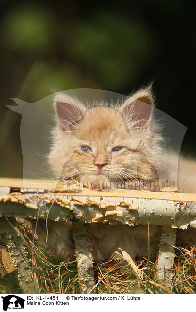 Maine Coon Kitten / KL-14451