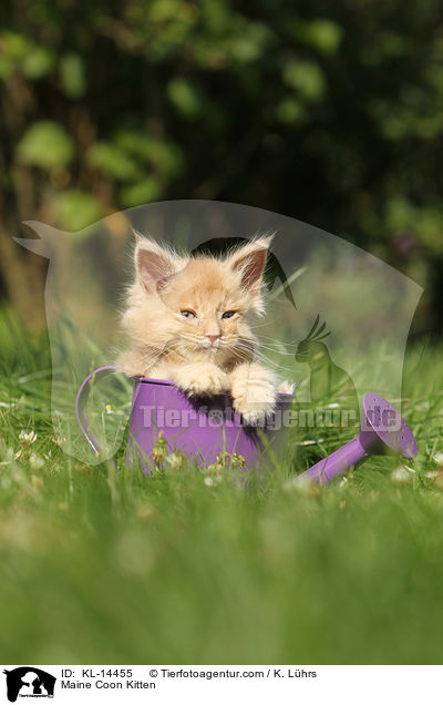 Maine Coon Kitten / KL-14455