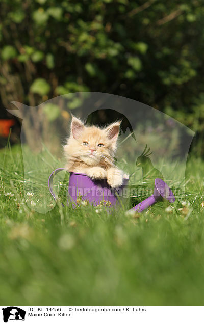 Maine Coon Kitten / KL-14456