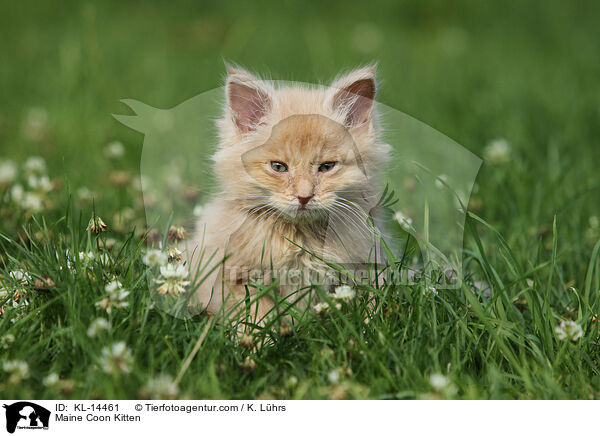 Maine Coon Kitten / KL-14461