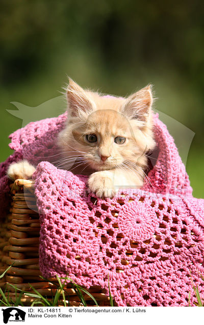 Maine Coon Kitten / KL-14811
