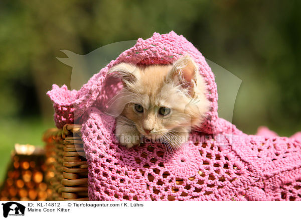 Maine Coon Kitten / KL-14812