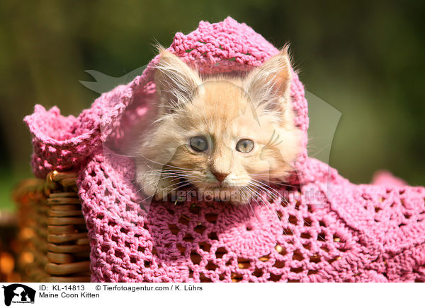 Maine Coon Kitten / KL-14813