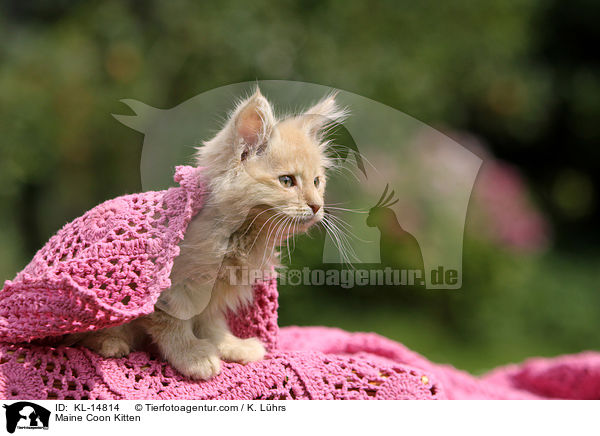 Maine Coon Kitten / KL-14814